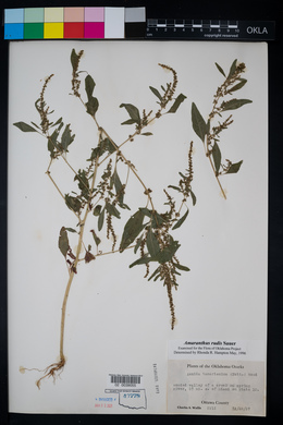 Amaranthus tuberculatus image