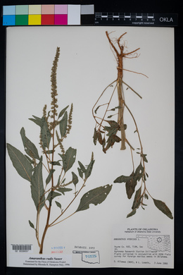 Amaranthus tuberculatus image