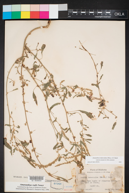 Amaranthus tuberculatus image