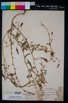 Amaranthus tuberculatus image