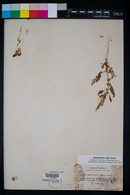 Amaranthus tuberculatus image
