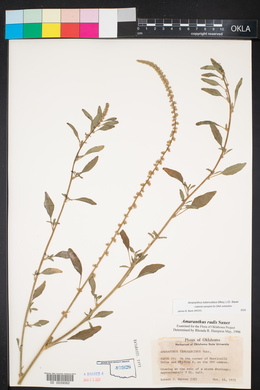 Amaranthus tuberculatus image