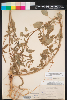 Amaranthus tuberculatus image