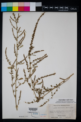 Amaranthus tuberculatus image