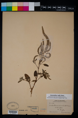 Amaranthus tuberculatus image