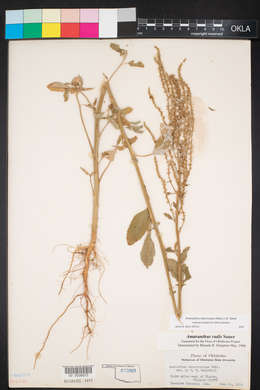 Amaranthus tuberculatus image