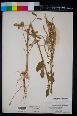 Amaranthus tuberculatus image