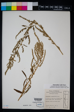 Amaranthus tuberculatus image