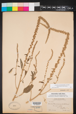 Amaranthus tuberculatus image