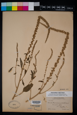 Amaranthus tuberculatus image