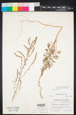 Amaranthus tuberculatus image