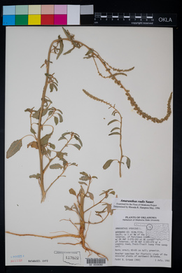 Amaranthus tuberculatus image