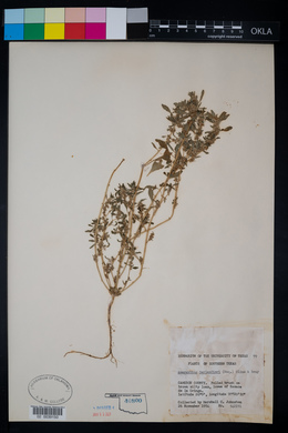Amaranthus polygonoides image
