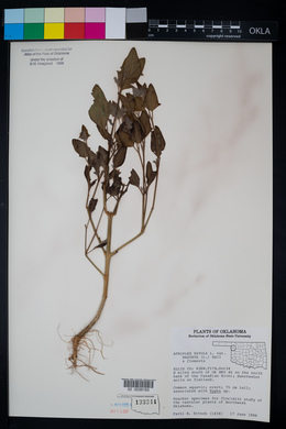 Atriplex prostrata image