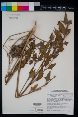 Atriplex prostrata image