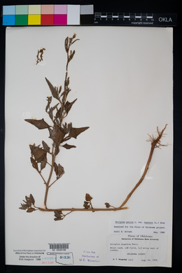 Atriplex prostrata image