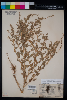 Atriplex argentea image