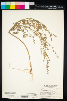 Chenopodium berlandieri image