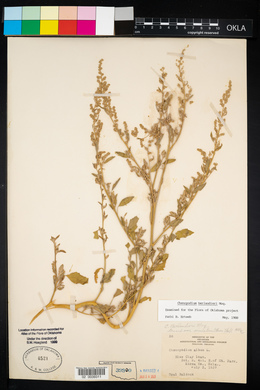 Chenopodium berlandieri image