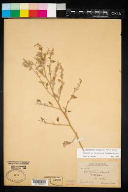 Chenopodium incanum image