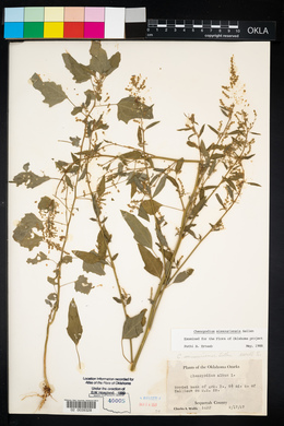 Chenopodium album var. missouriense image