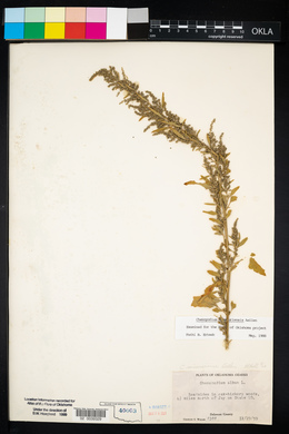 Chenopodium album var. missouriense image