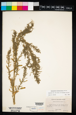 Chenopodium album var. missouriense image