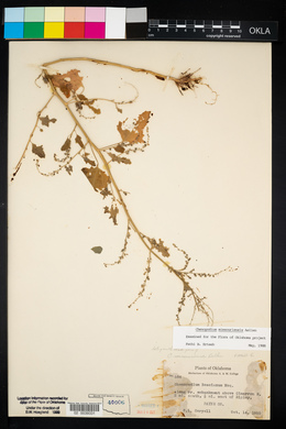 Chenopodium album var. missouriense image