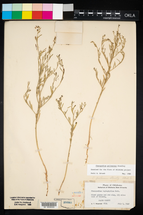 Chenopodium pallescens image