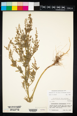 Chenopodium pratericola image