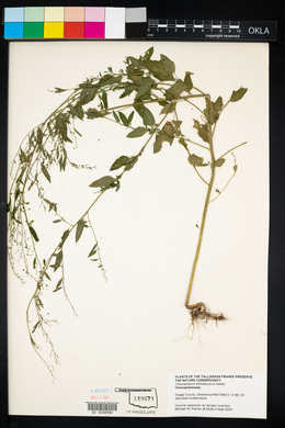 Chenopodium standleyanum image