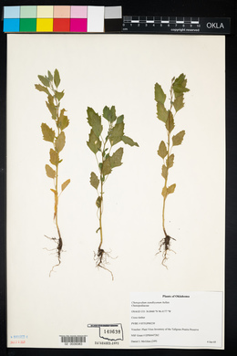 Chenopodium standleyanum image