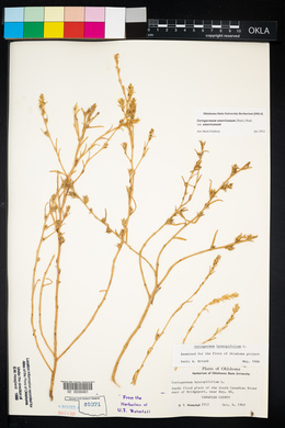 Corispermum americanum image