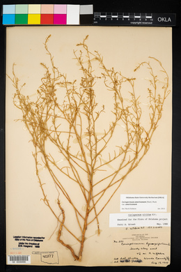 Corispermum americanum image