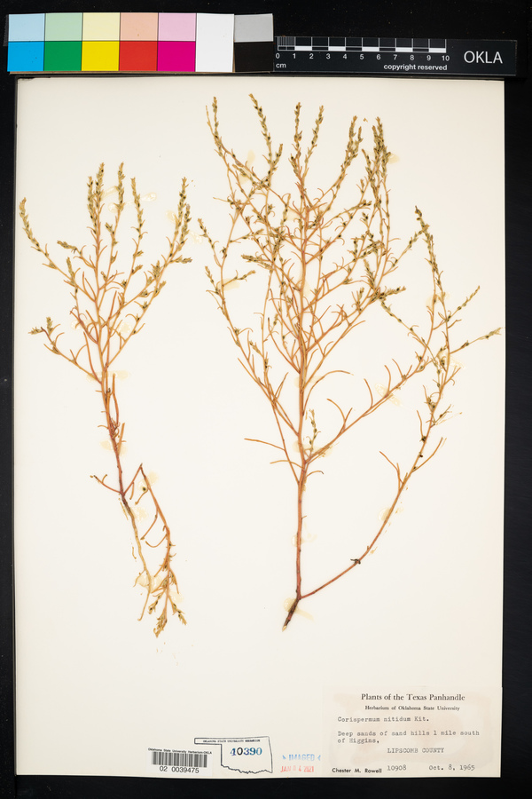 Corispermum nitidum image