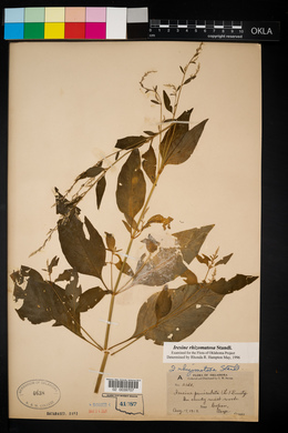 Iresine rhizomatosa image