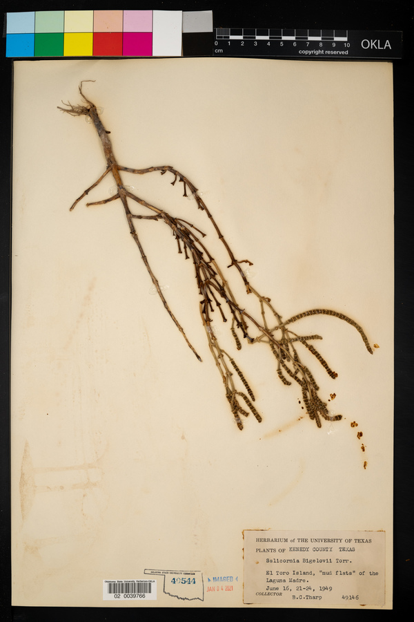 Salicornia bigelovii image