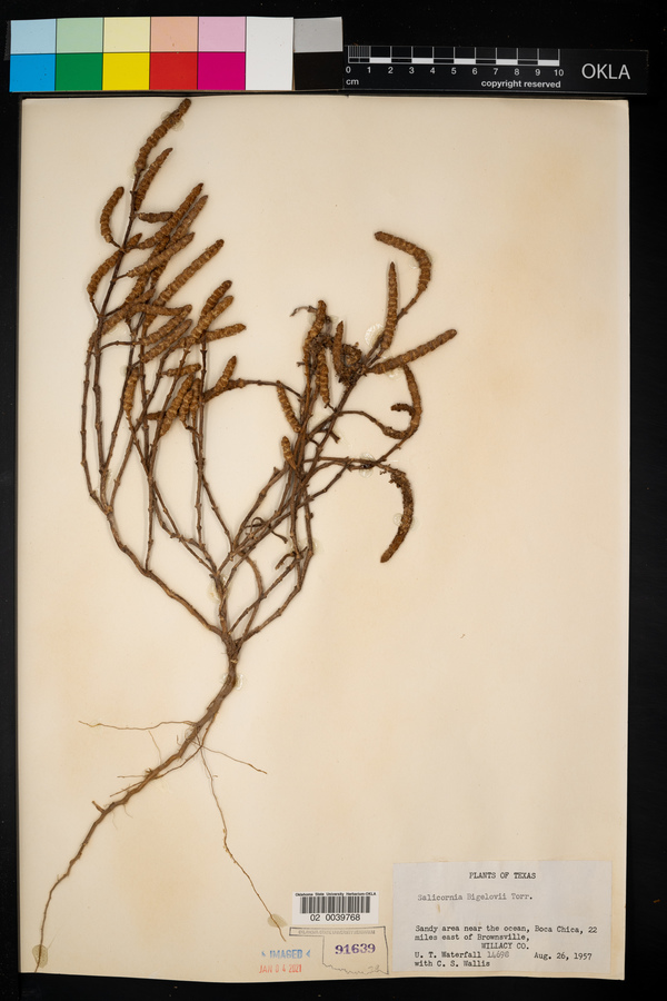 Salicornia bigelovii image
