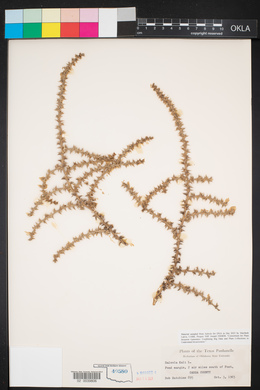 Salsola kali image