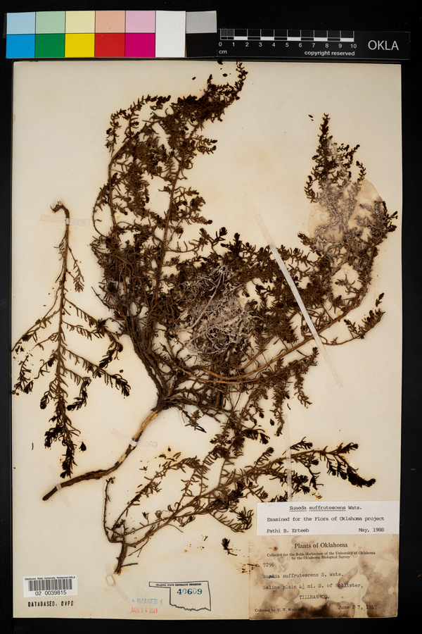 Suaeda suffrutescens image