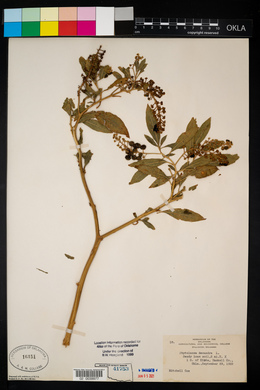 Phytolacca americana var. americana image