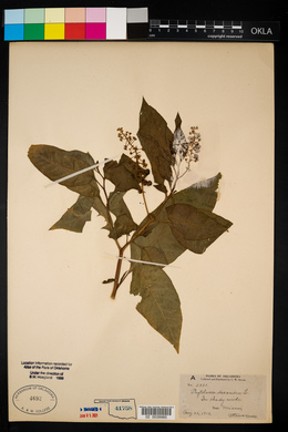 Phytolacca americana var. americana image