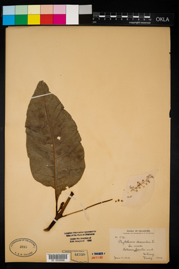 Phytolacca americana var. americana image