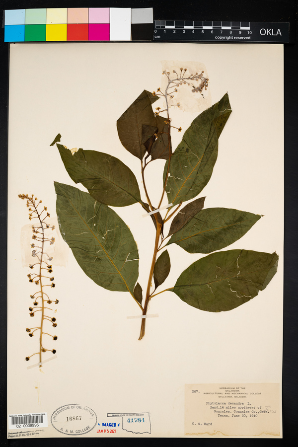 Phytolacca americana var. americana image