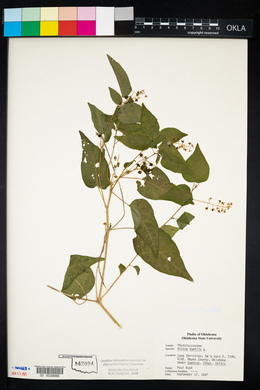 Rivina humilis image