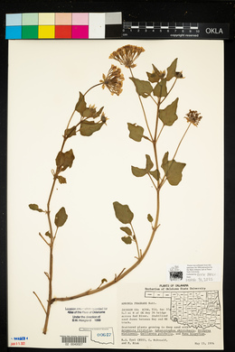 Abronia fragrans image