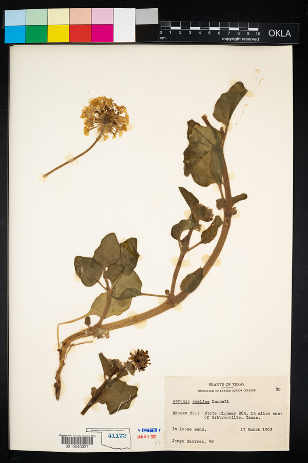 Abronia ameliae image