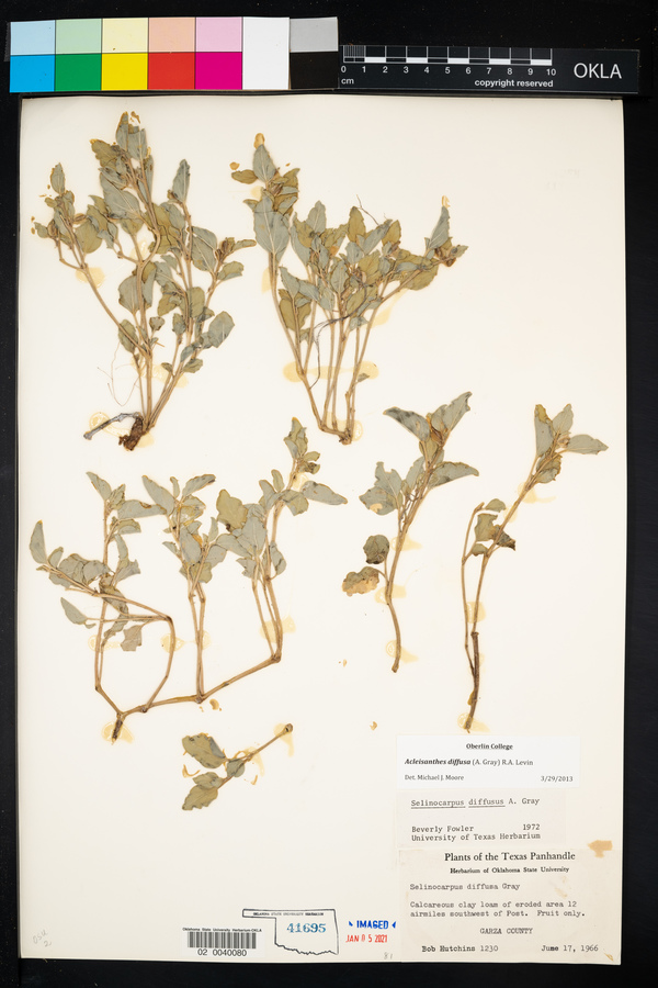 Acleisanthes diffusa image