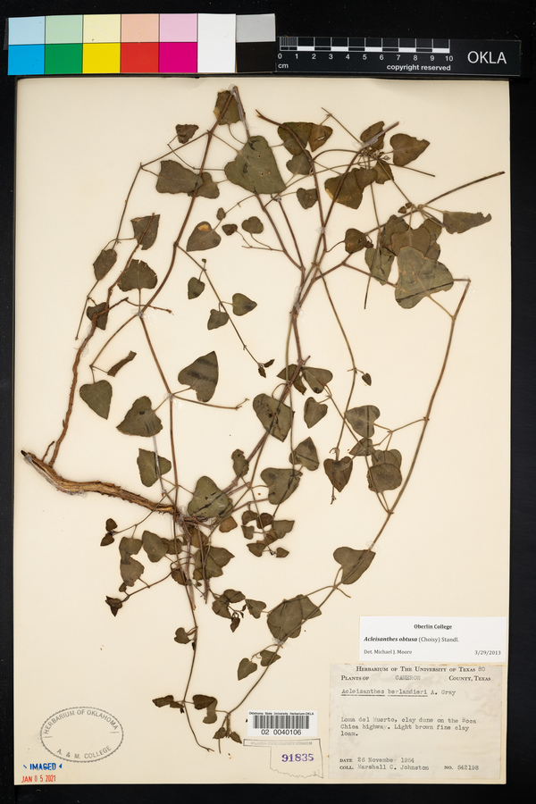 Acleisanthes obtusa image