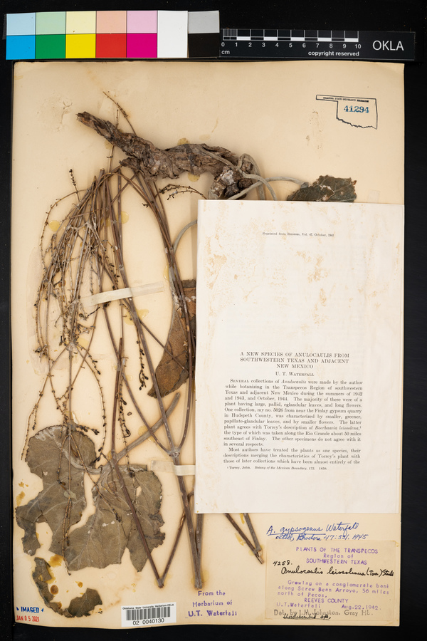 Anulocaulis gypsogenus image